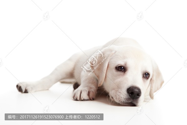 動物