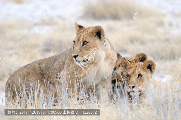 獅子家庭