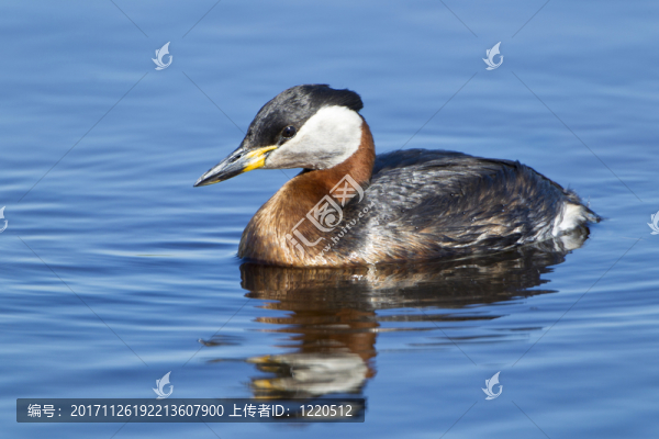 鳥(niǎo)
