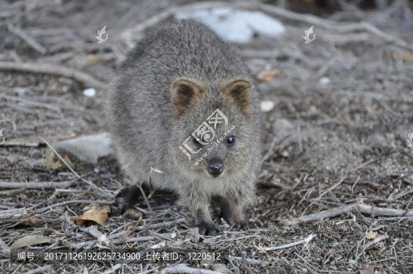 quokka幫派