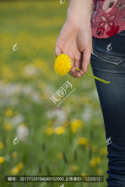 蒲公英花在春天草地上的年輕女子