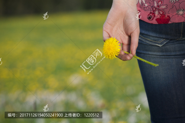 蒲公英花在春天草地上的年輕女子