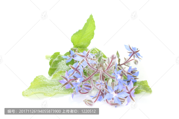 草