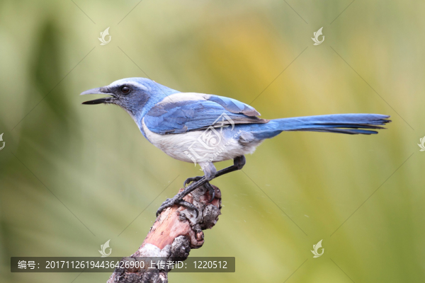鳥
