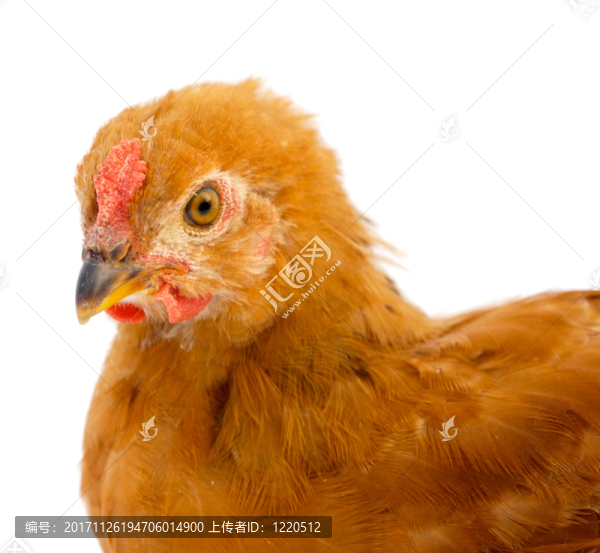 食物