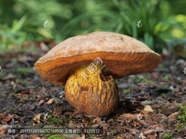 netzstieliger牛肝菌,-,牛肝菌luridus