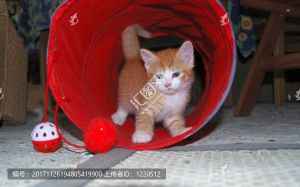 扮演小貓