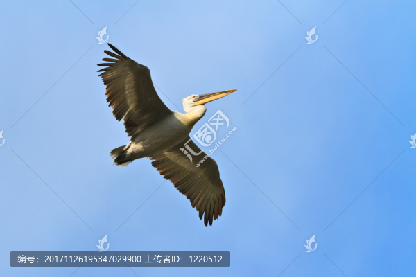 藍(lán)色