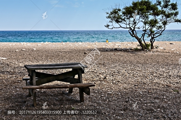 樹