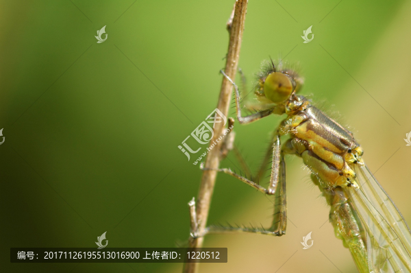 木頭支架