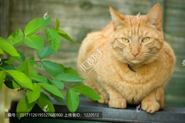 動(dòng)物