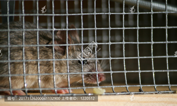 動物