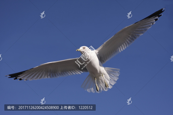 動(dòng)物