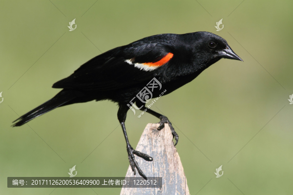 鳥