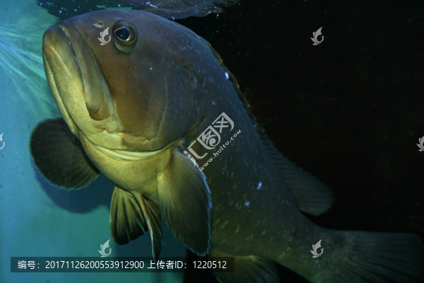 魚(yú)