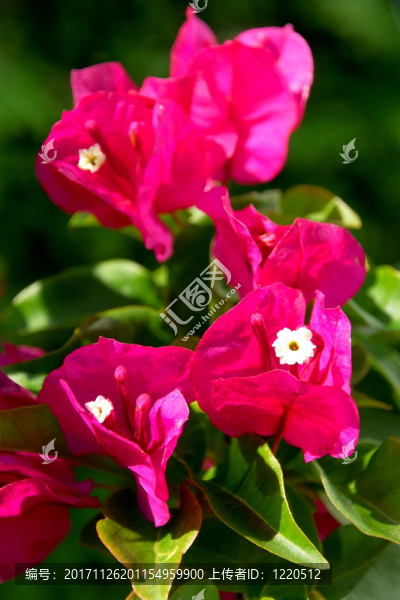 花園