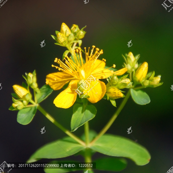 花