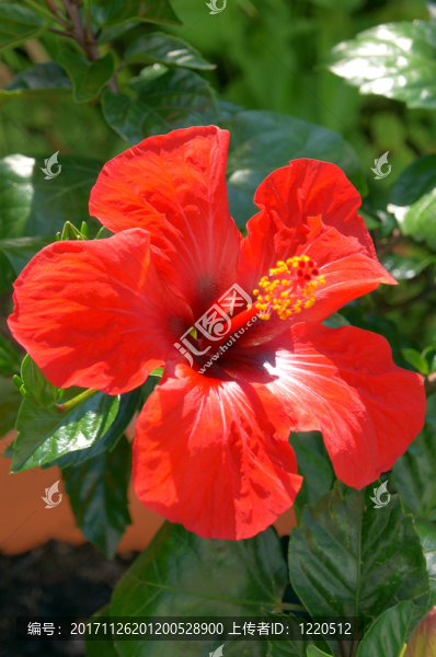 花園