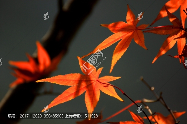 雞爪槭