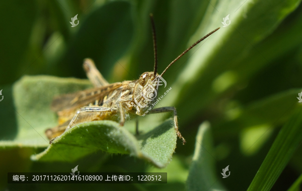 蚱蜢