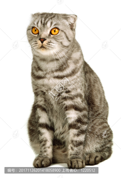 友情