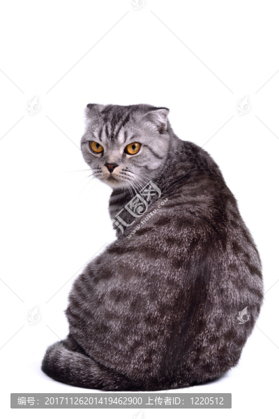 隔離的