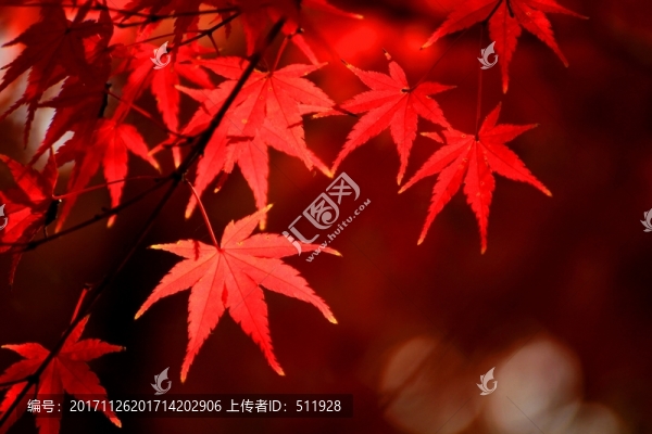 雞爪槭