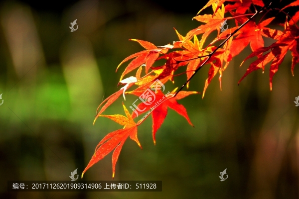 雞爪槭