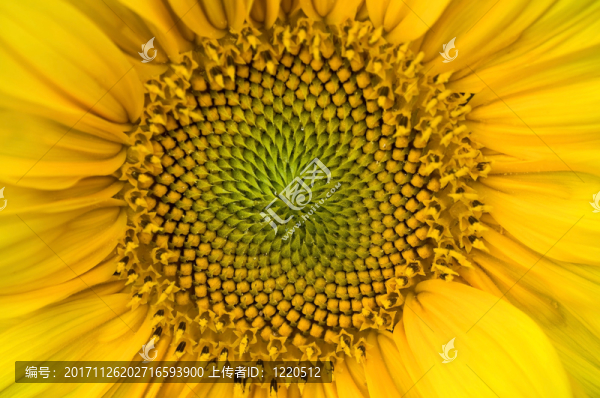 花序向日葵