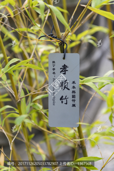 孝順竹