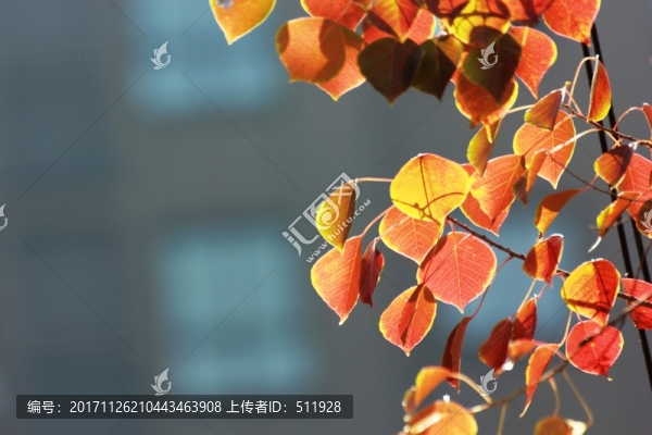 烏桕