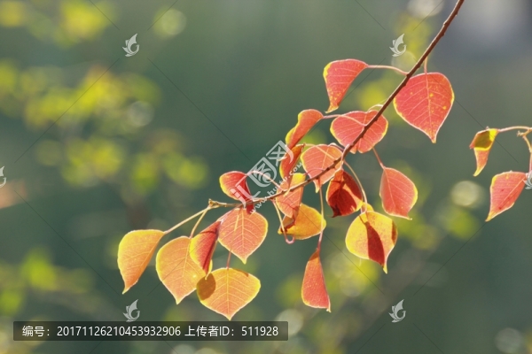 烏桕