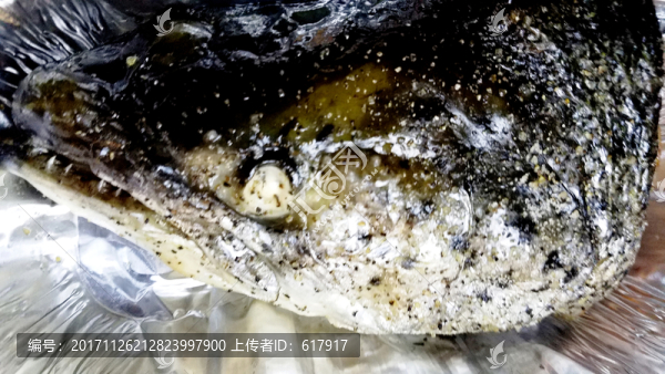 三紋魚頭