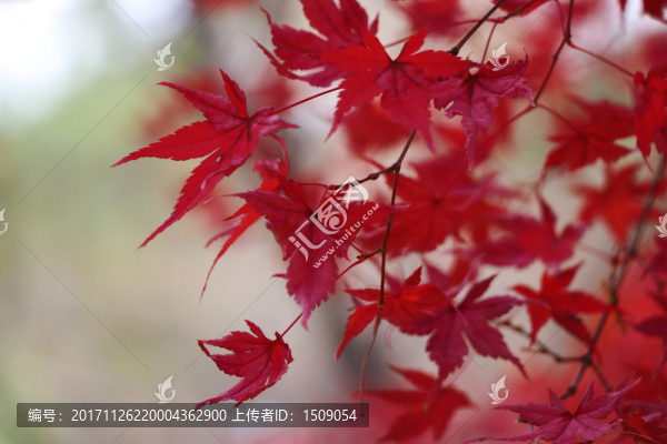 紅葉