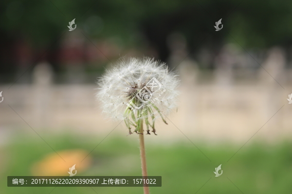蒲公英特寫