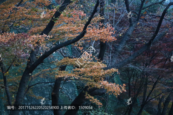 紅葉