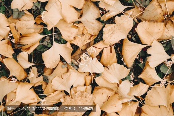 落葉,銀杏葉