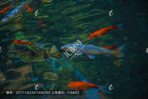 錦鯉