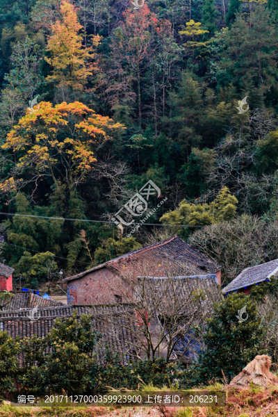 紅楓古道,（7）