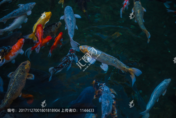 錦鯉