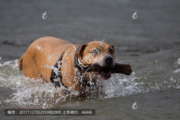 比特犬