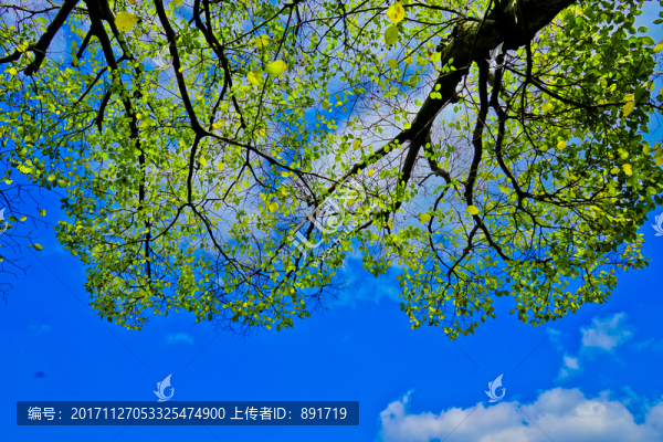 陽光樹葉