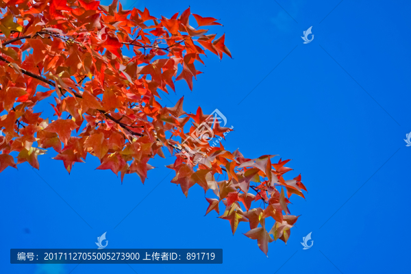楓樹