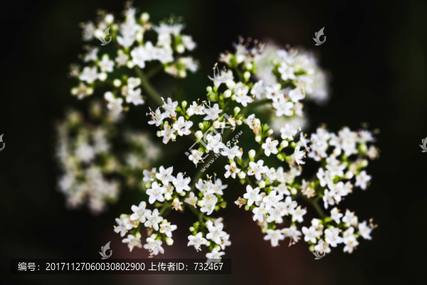 滿天星花