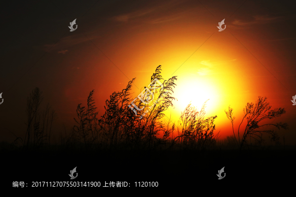 草木剪影