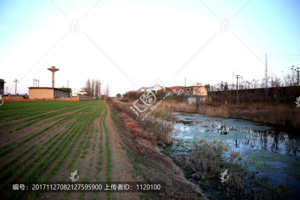 河邊麥田