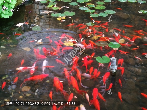 一群魚