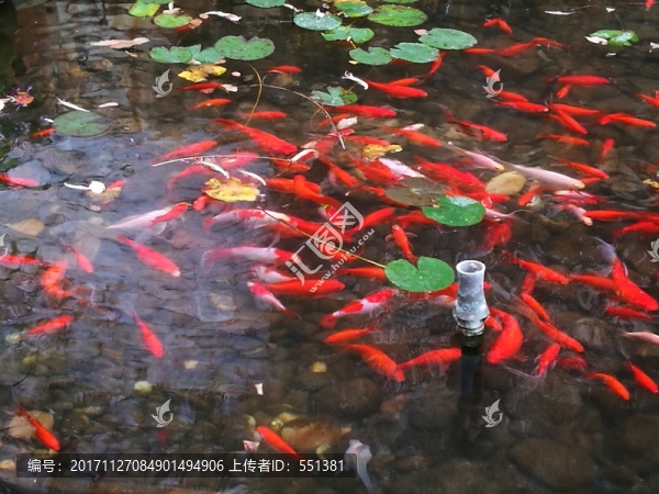 好多魚