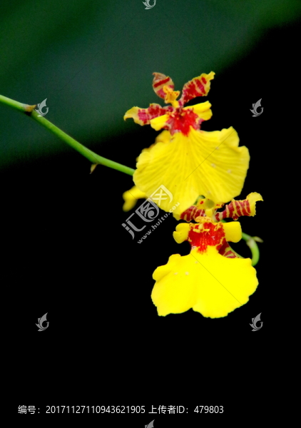 花卉