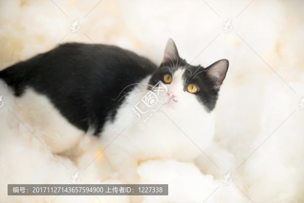貓